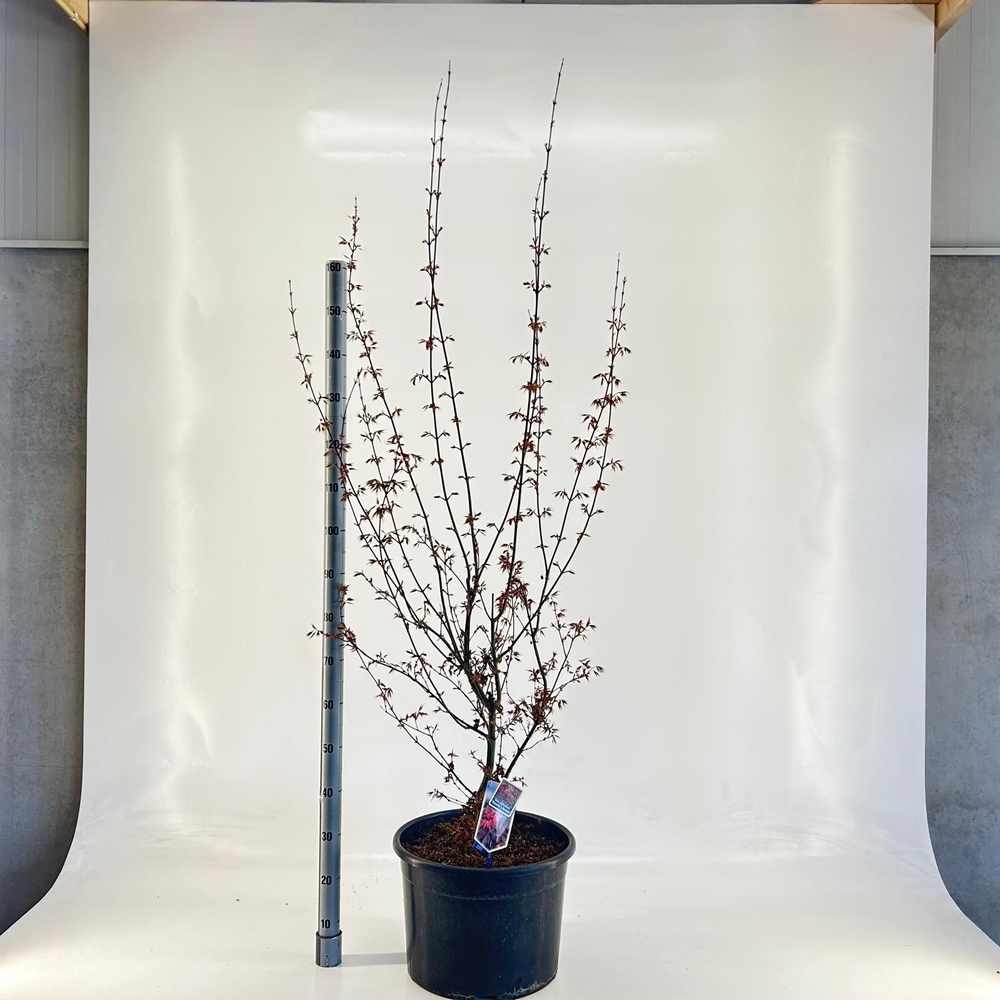 Acer pal. 'Skeeters Broom'.