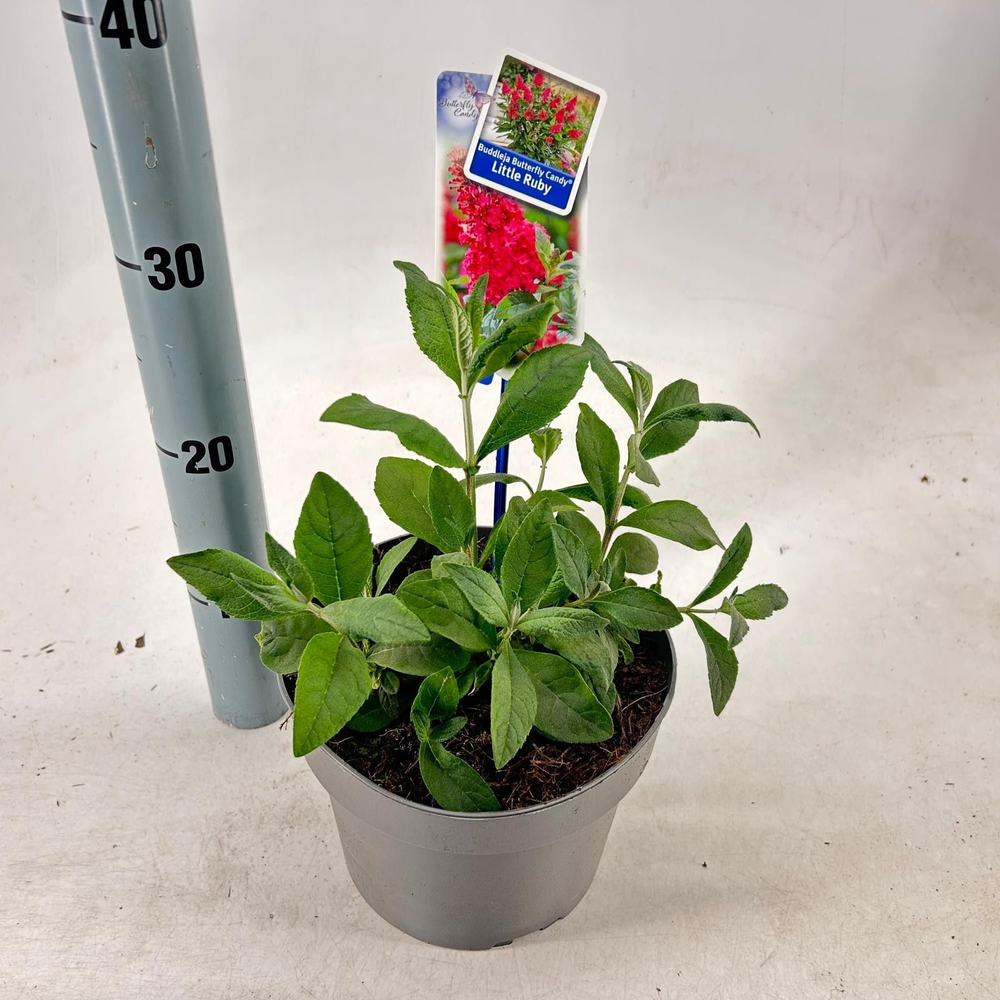 Buddleja d. Butt. Candy® Little Ruby ('BotEx 006'P.