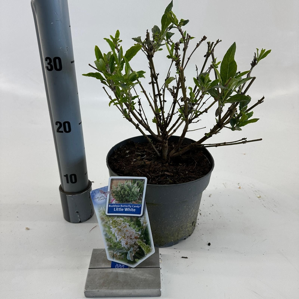 Buddleja d. Butt. Candy® Little White ('BotEx 003'.