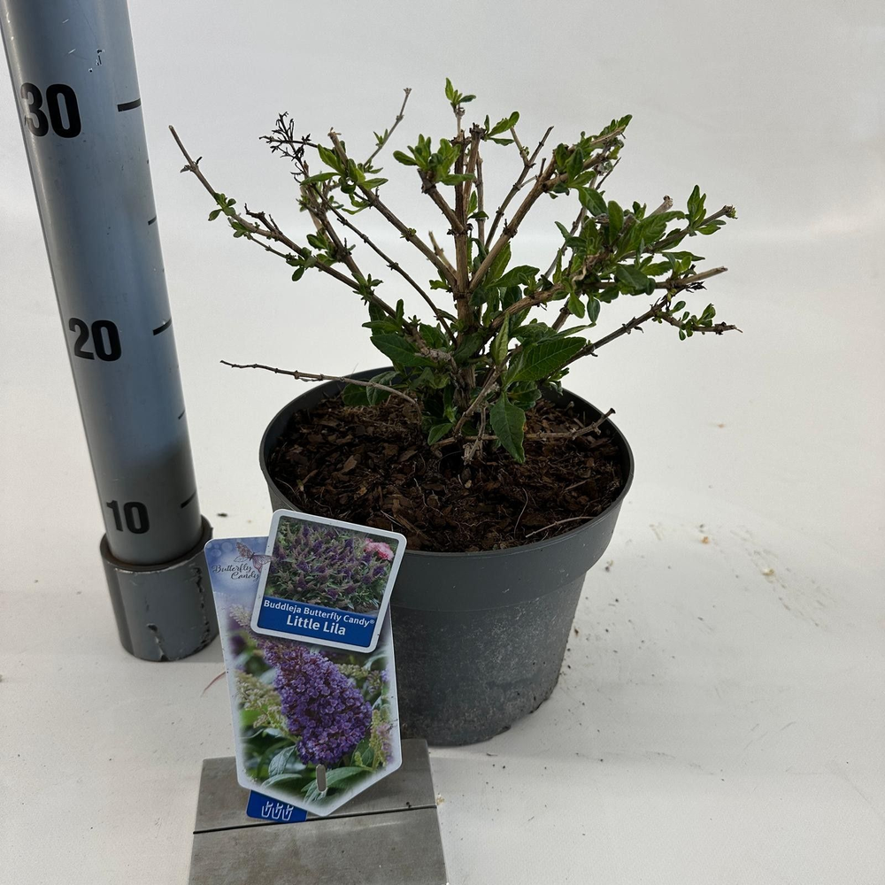 Buddleja d. Butt. Candy® Little Lila ('BotEx 004'P.