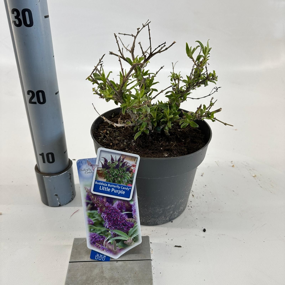 Buddleja d. Butt. Candy® Little Purple ('BotEx 001.