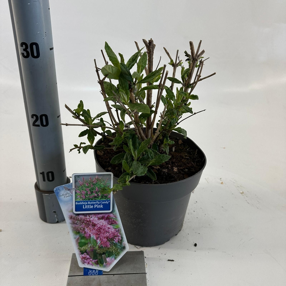 Buddleja d. Butt. Candy® Little Pink ('BotEx 005'P.