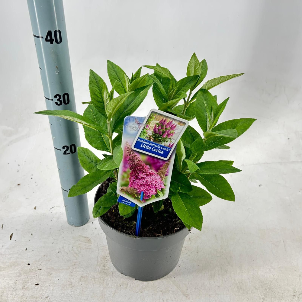 Buddleja d. Butt. Candy® Little Cerise ('BotEx 007.