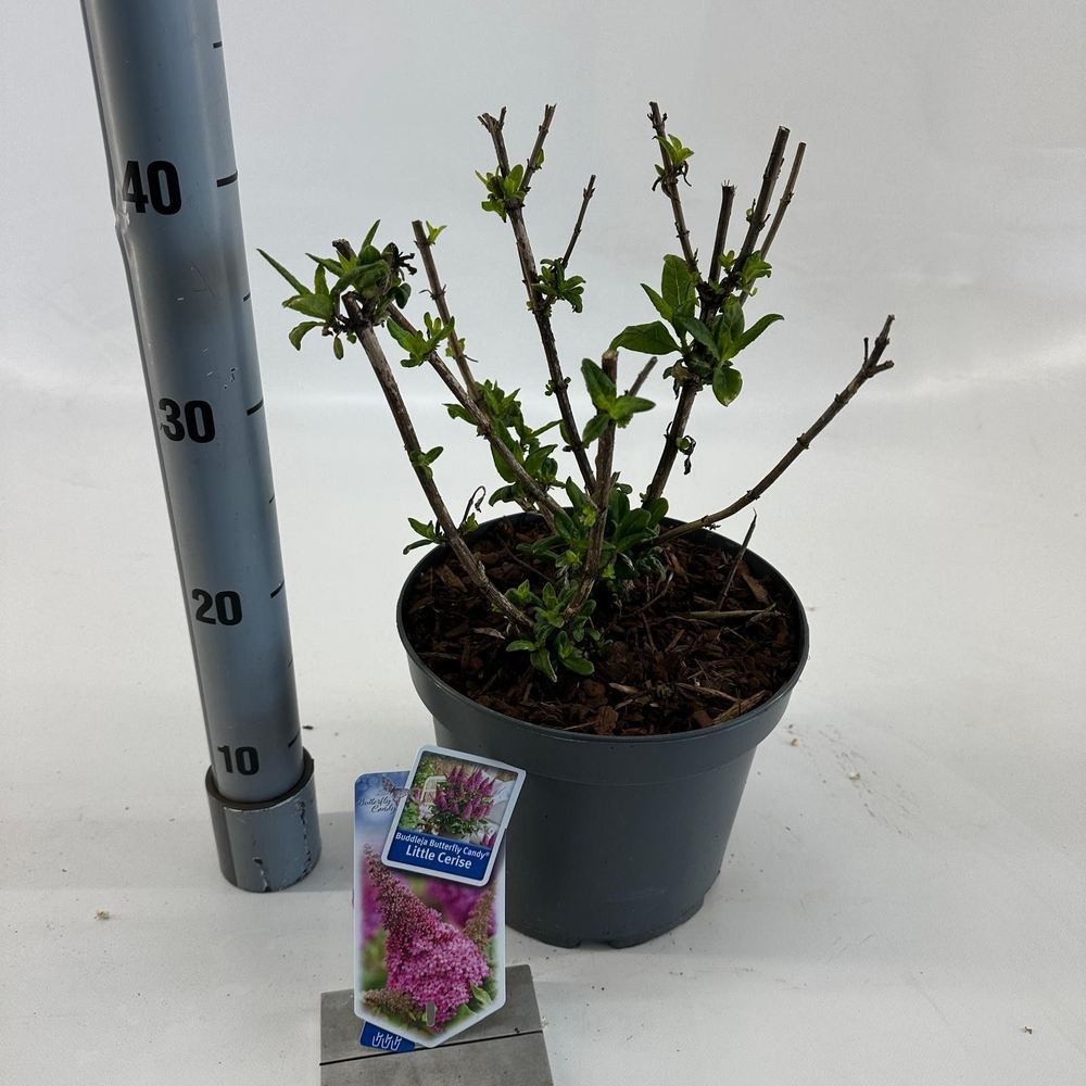 Buddleja d. Butt. Candy® Little Cerise ('BotEx 007.