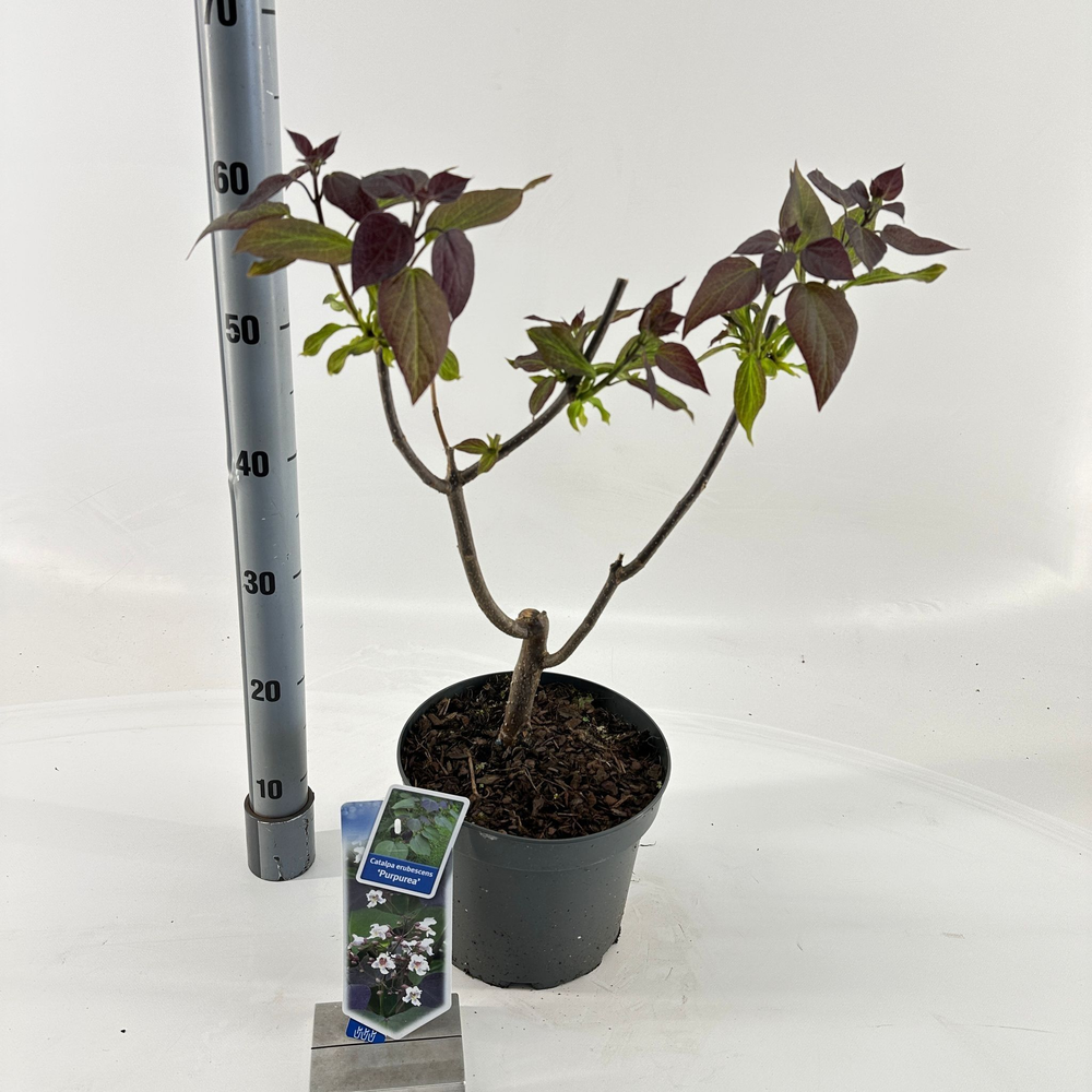 Catalpa erubescens 'Purpurea'.