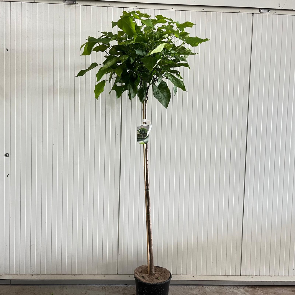 Catalpa bignon. 'Nana' stam 150.