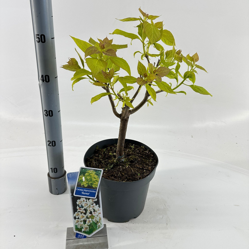 Catalpa bignon. 'Aurea'.