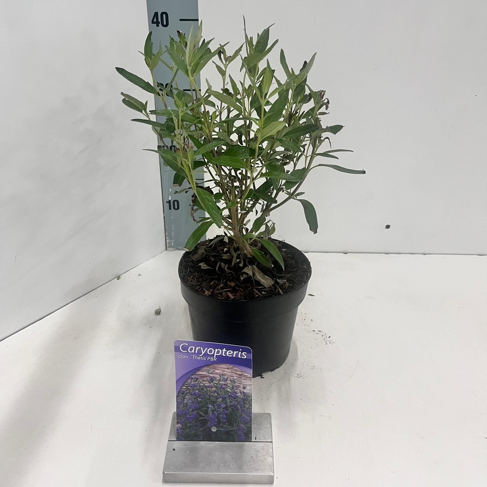 Caryopteris cland. 'Thetis' PBR.