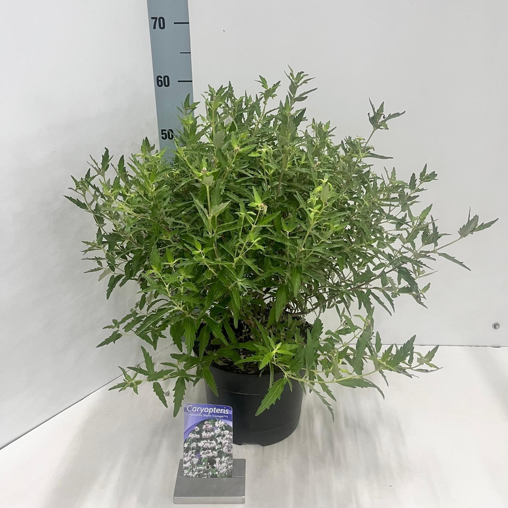 Caryopteris Stephi ('Lissteph'PBR).
