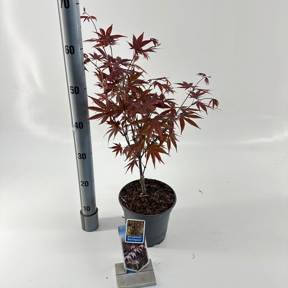 Acer pal. 'Red Emperor'.