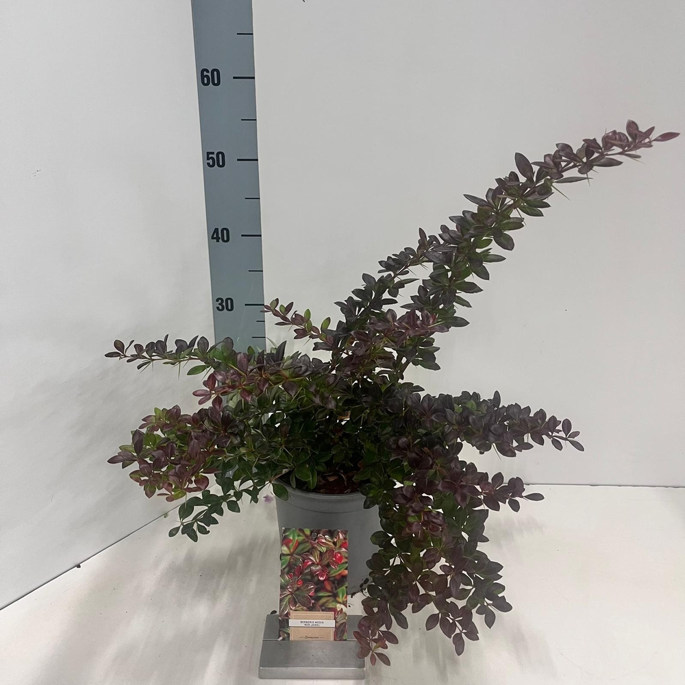 Berberis media 'Red Jewel'.