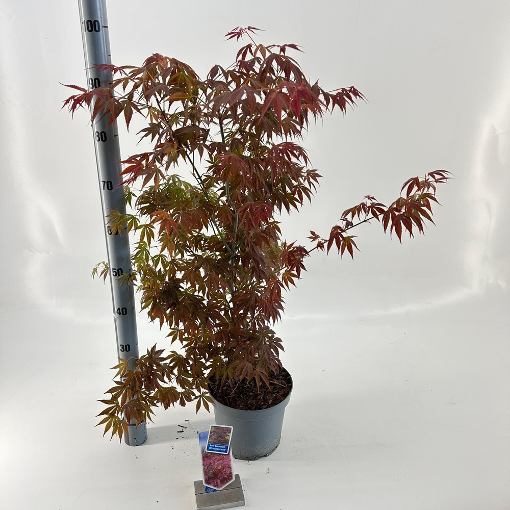 Acer pal. 'Atropurpureum' uit zaad.