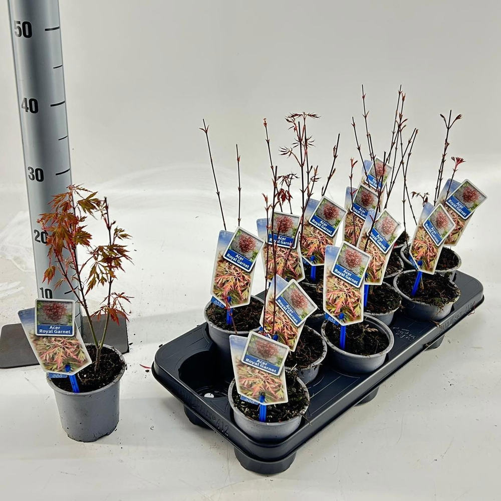 Acer pal. 'Royal Garnet ('Opstal11PBR).