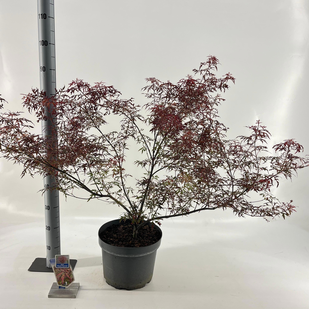 Acer pal. 'Royal Garnet ('Opstal11PBR).