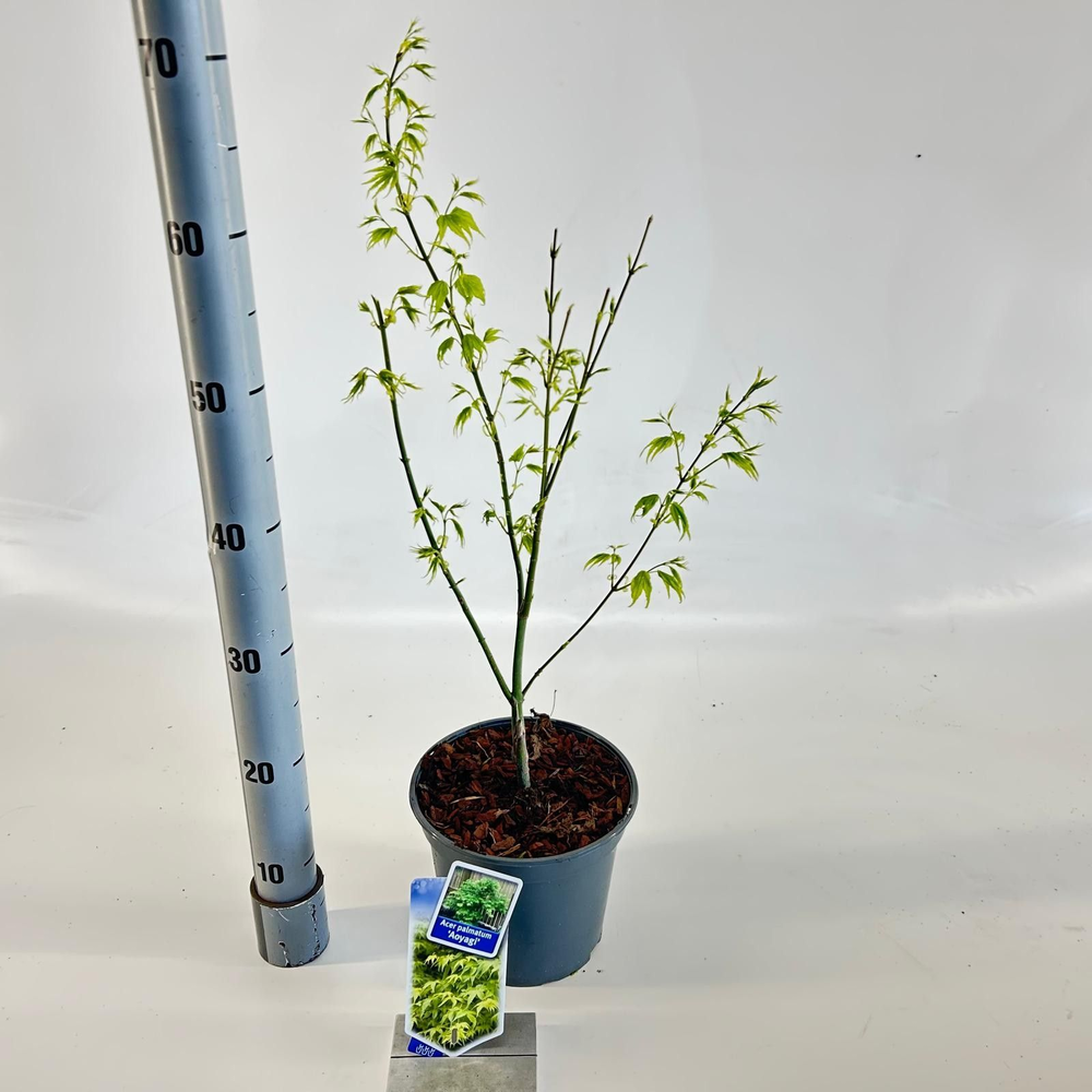 Acer pal. 'Aoyagi'.