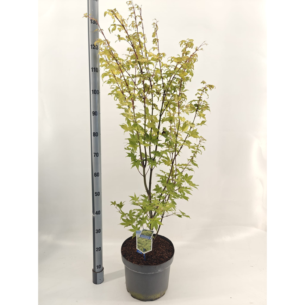 Acer pal. 'Summer Gold'.