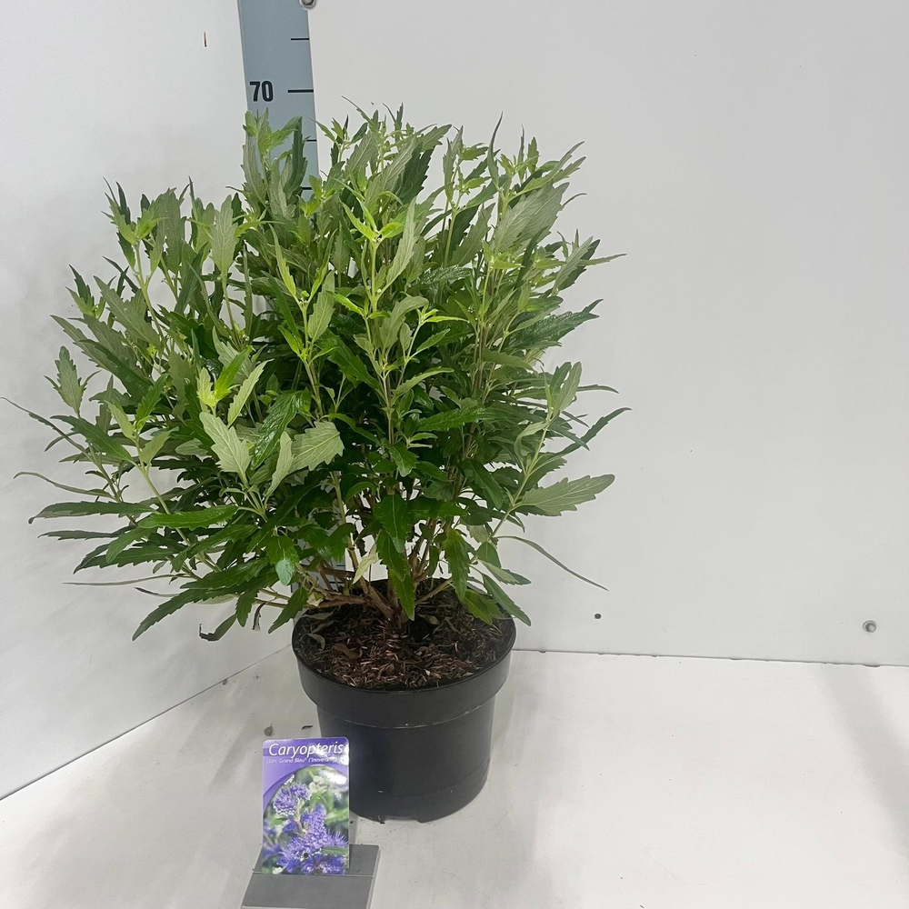 Caryopteris cland. Grand Bleu® ('Inoveris'PBR).