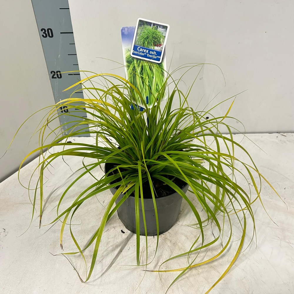 Carex oshimensis EverColor® 'Everillo' PBR.