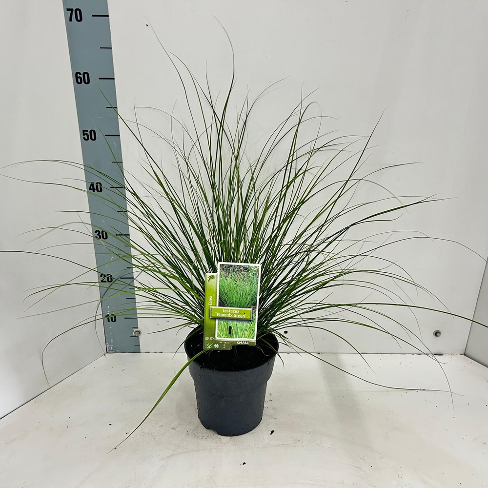 Carex testacea 'Phoenix Green'.