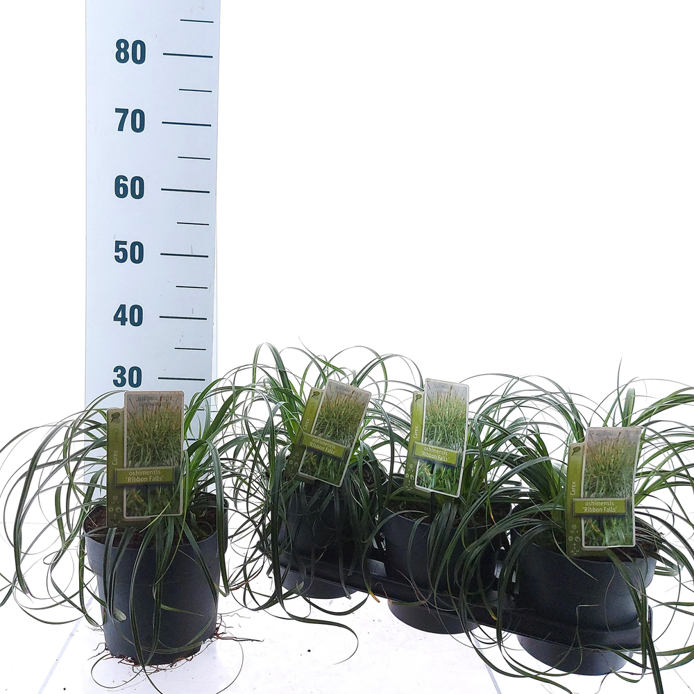 Carex Ribon Falls ('Et Crx02'PBR).