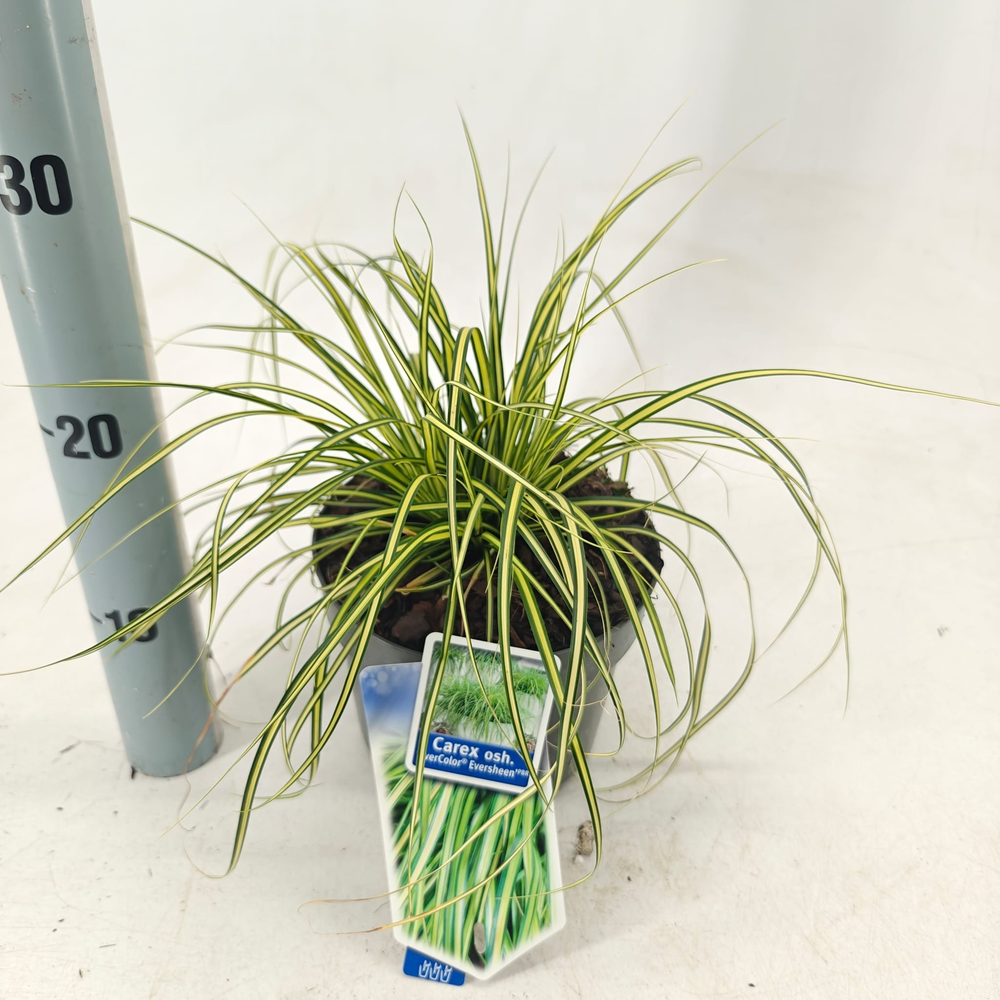 Carex oshimensis EverColor® 'Eversheen' PBR.