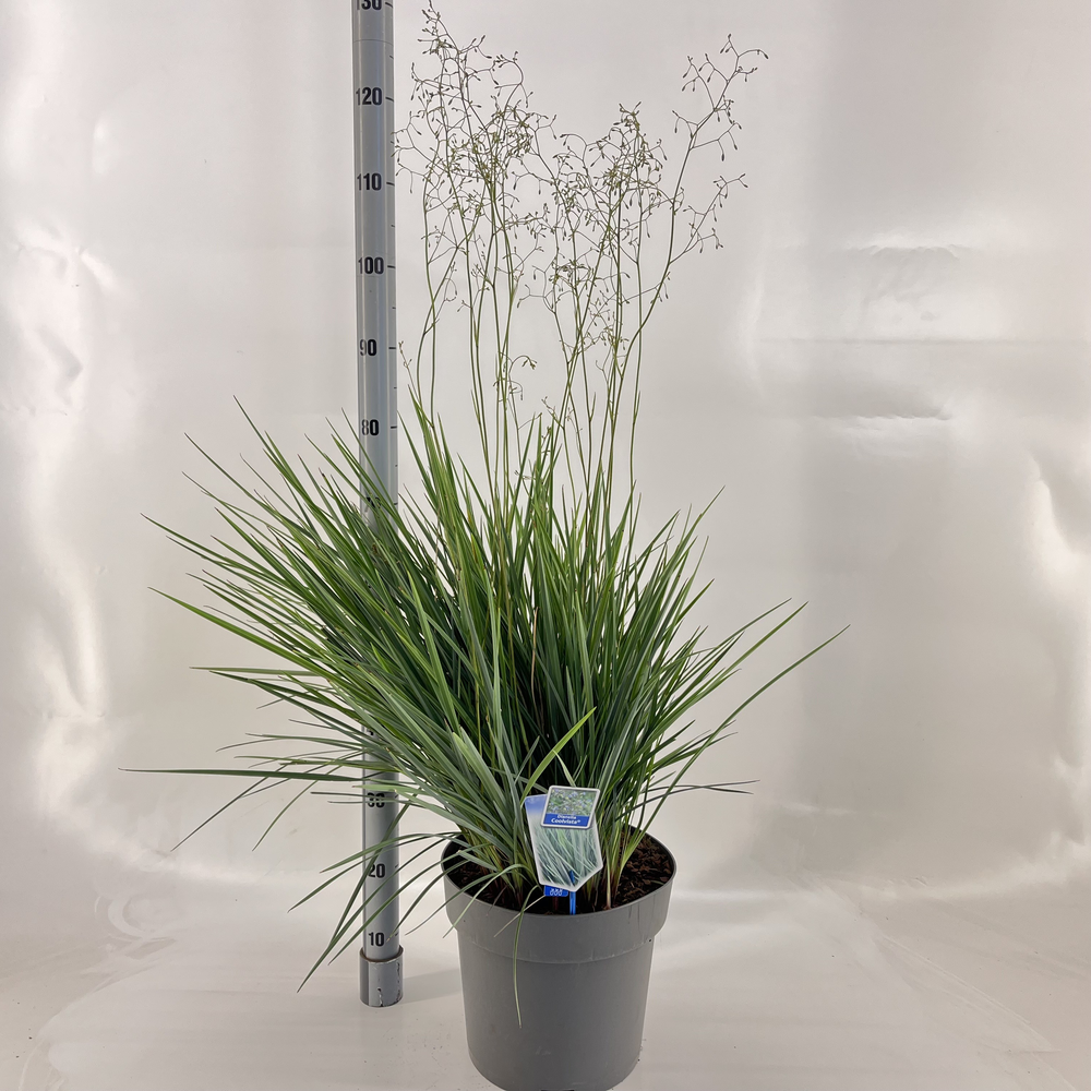 Dianella revoluta Coolvista® ('Allyn-Citation'PBR).