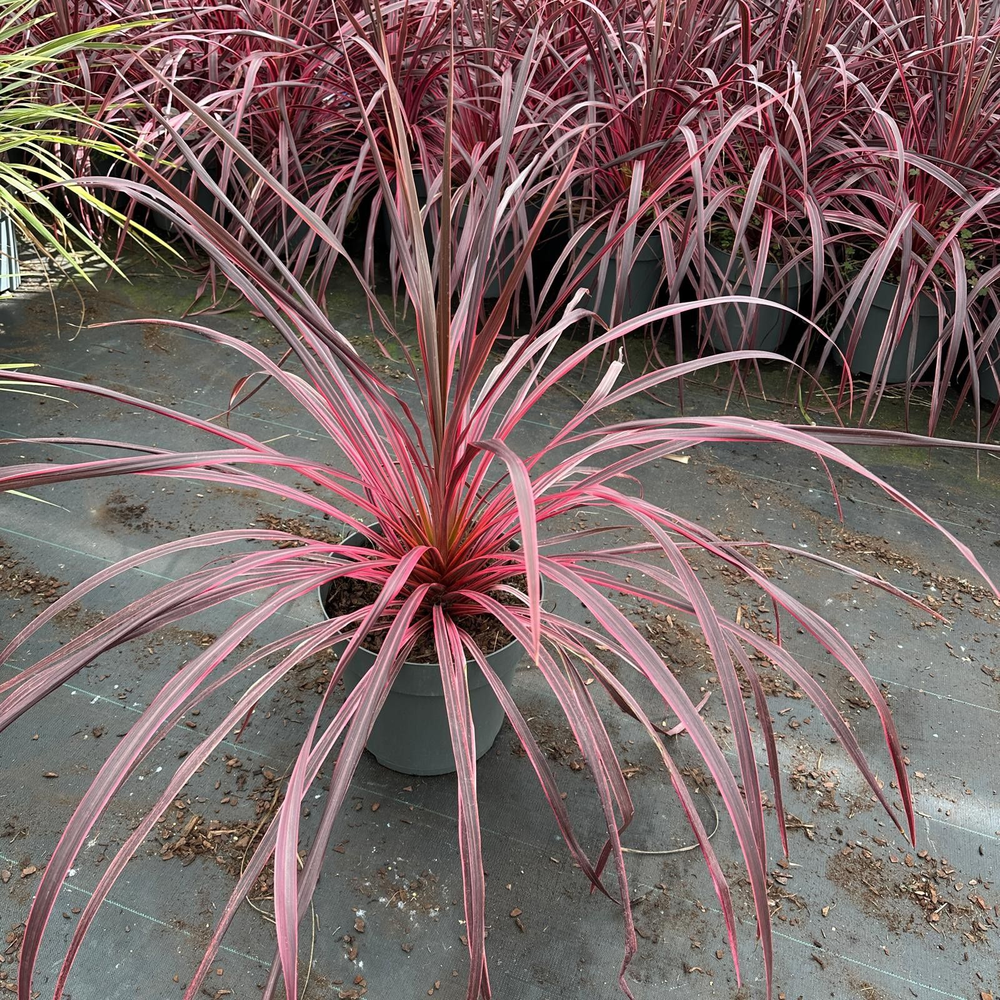 Cordyline banksii 'Salsa' PBR.