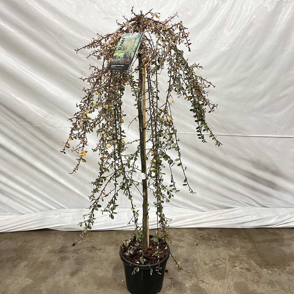 Cotoneaster suec. 'Juliette'' --stam 120 cm.