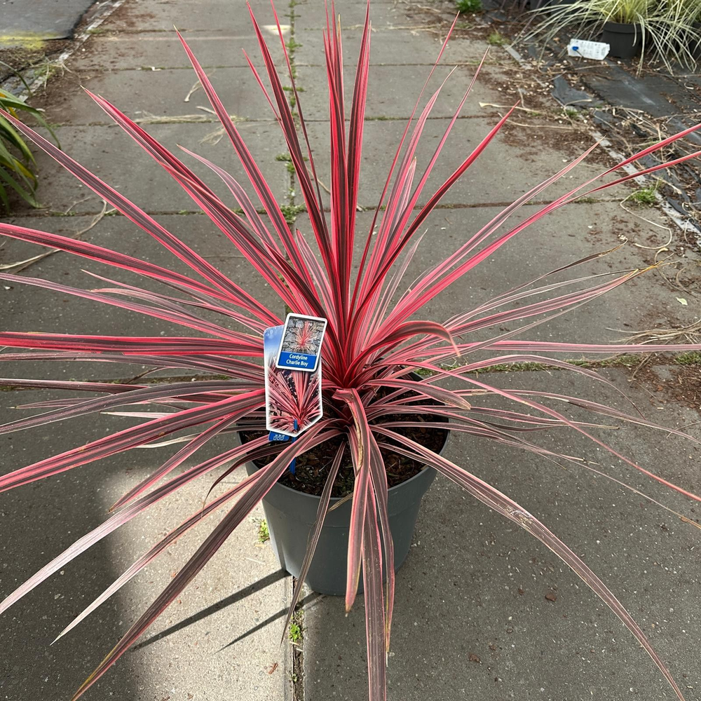 Cordyline australis Charlie Boy ('RIC01'PBR).