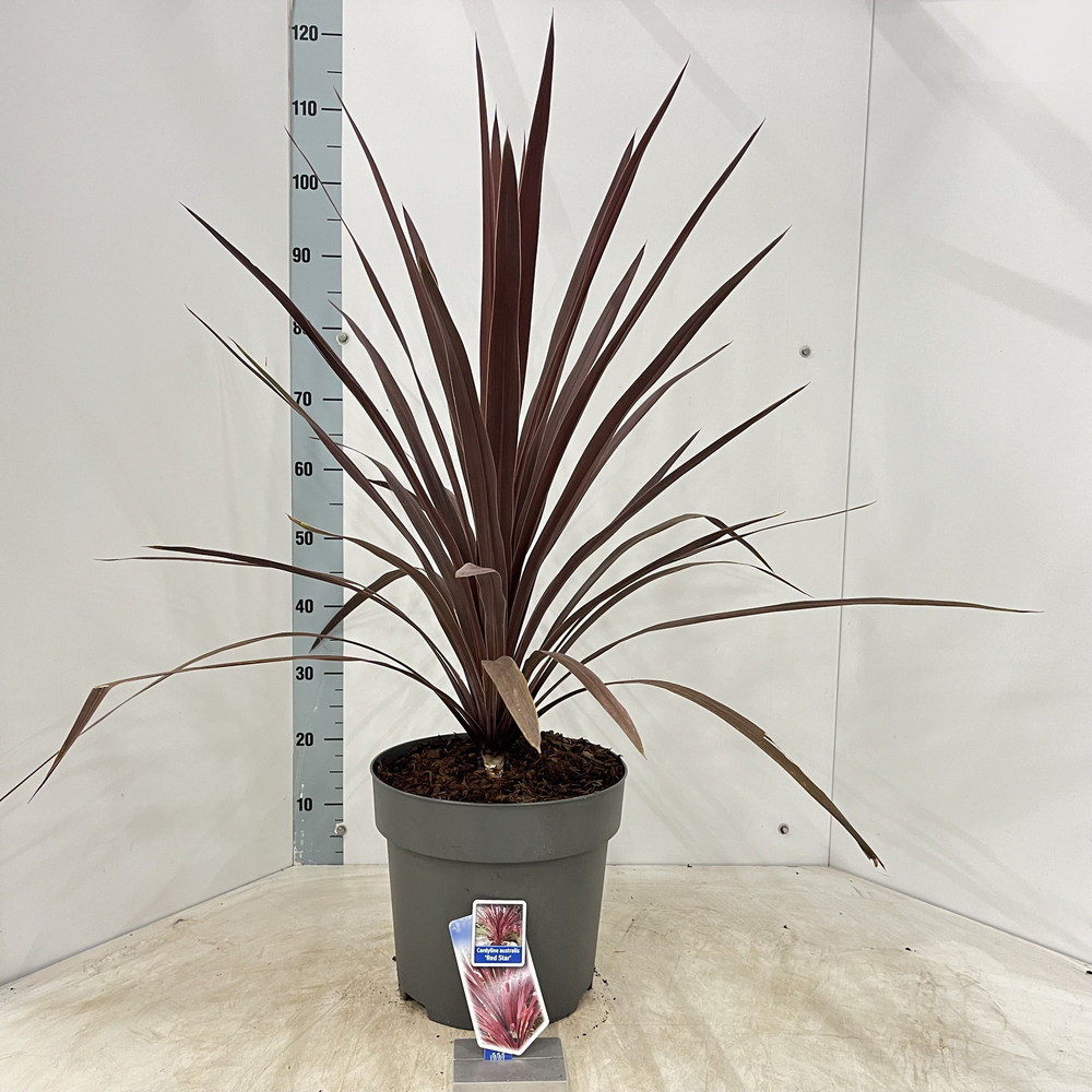 Cordyline australis 'Red Star'.