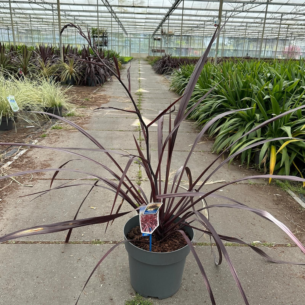 Cordyline Festival® Burgundy ('JURRed’PBR).