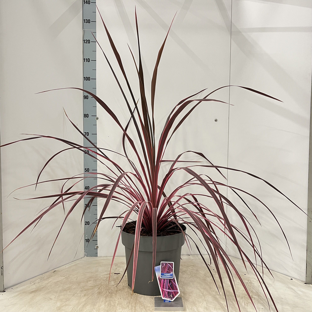 Cordyline Festival® Raspberry ('CorBzr01'PBR).