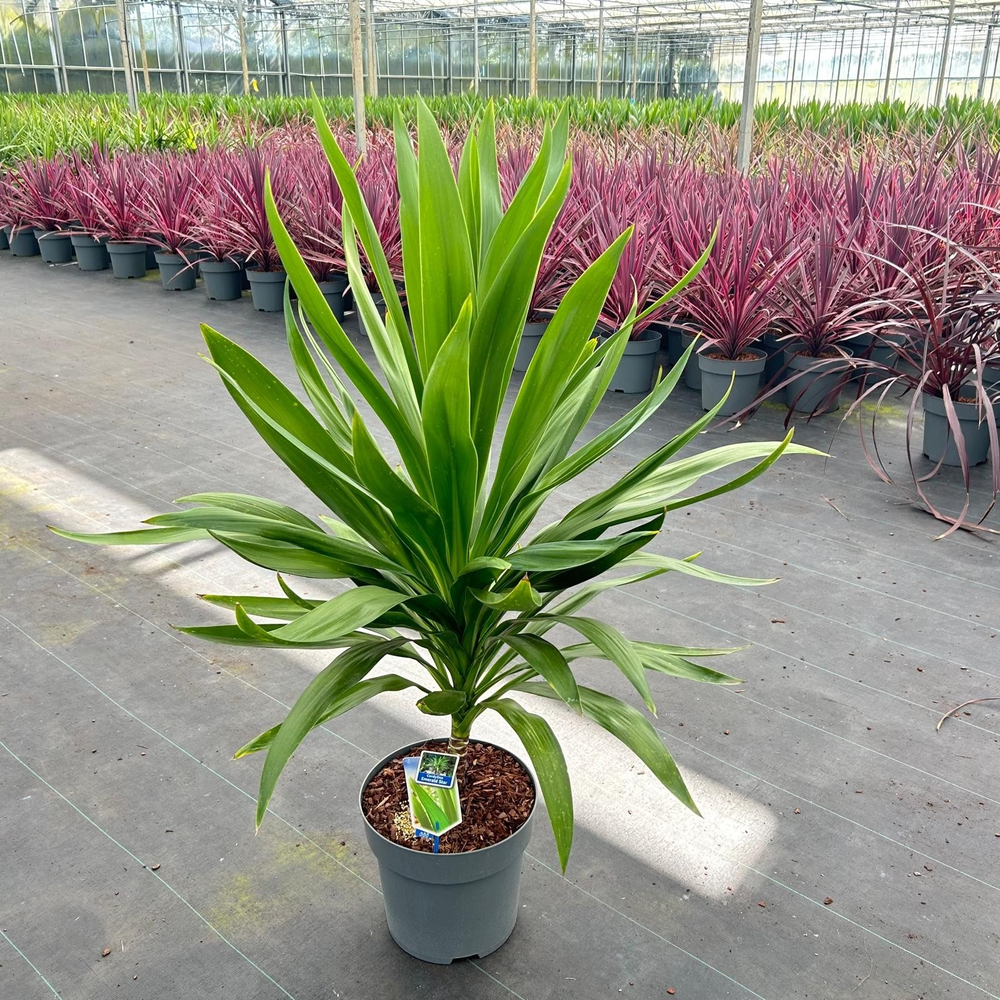 Cordyline Emerald Star ('Broadsword'PBR).