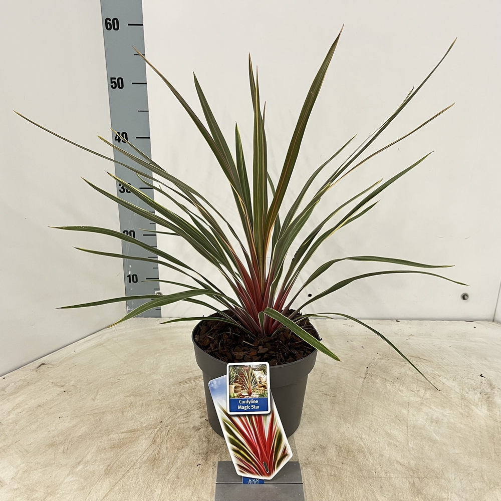 Cordyline australis 'Magic Star'.