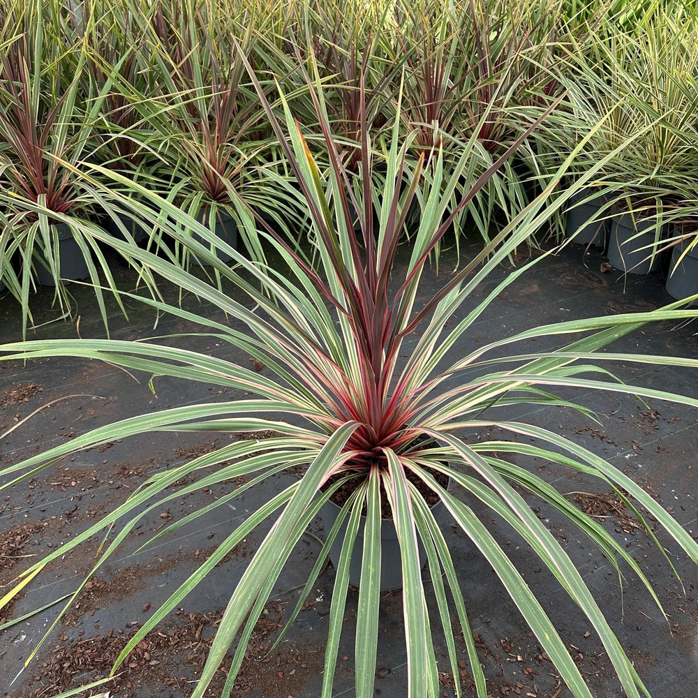 Cordyline australis 'Can Can'.