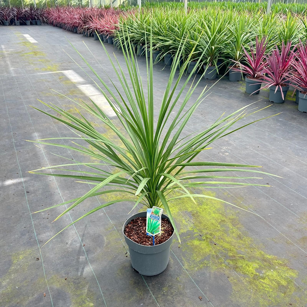 Cordyline australis 'Atlantic Green'.