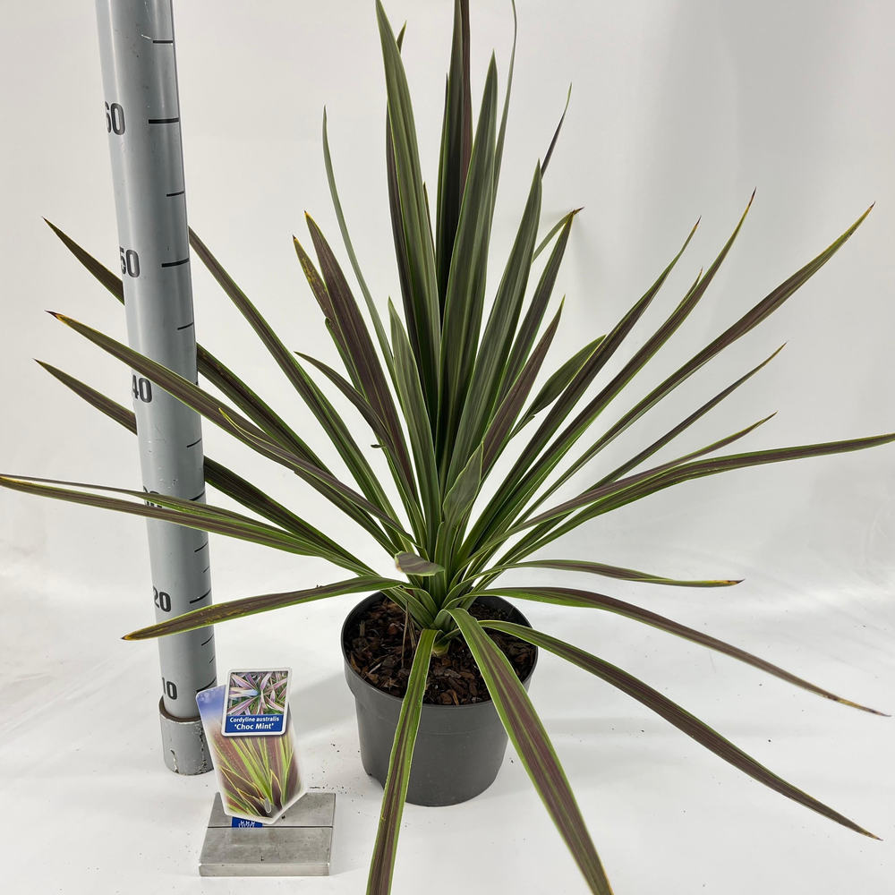 Cordyline australis 'Choc Mint'.