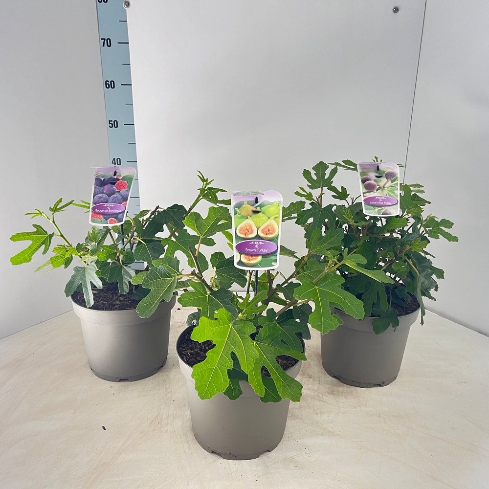 Ficus carica mix (minimum order one layer).