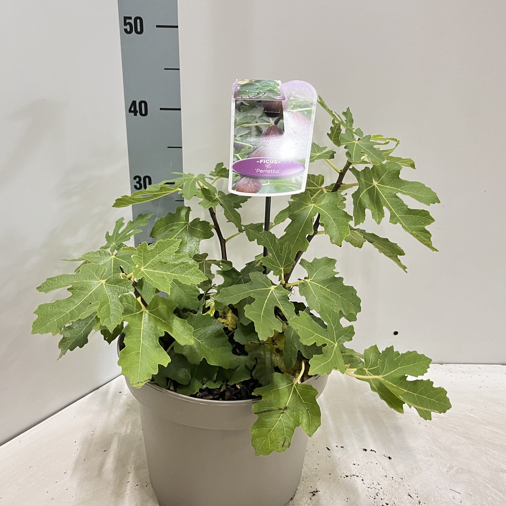 Ficus carica 'Perretta'.