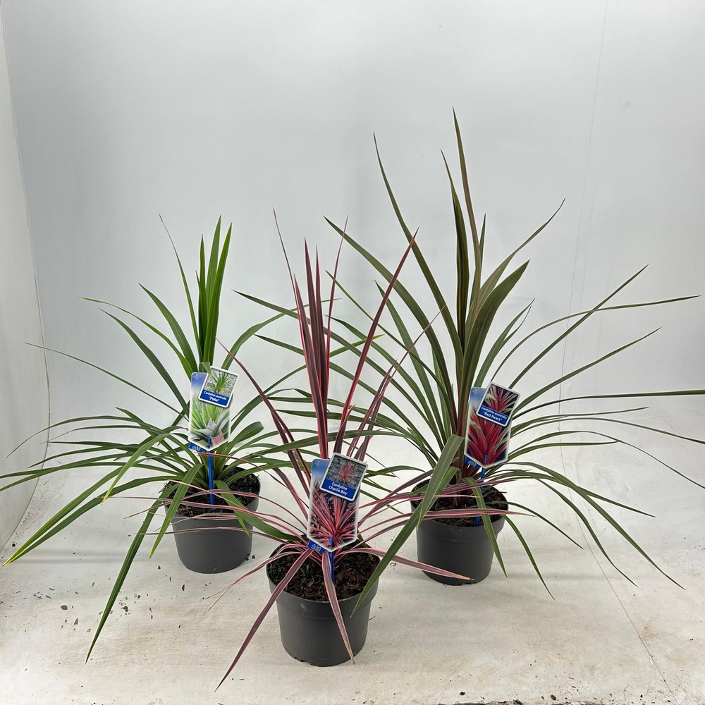 Cordyline mix.