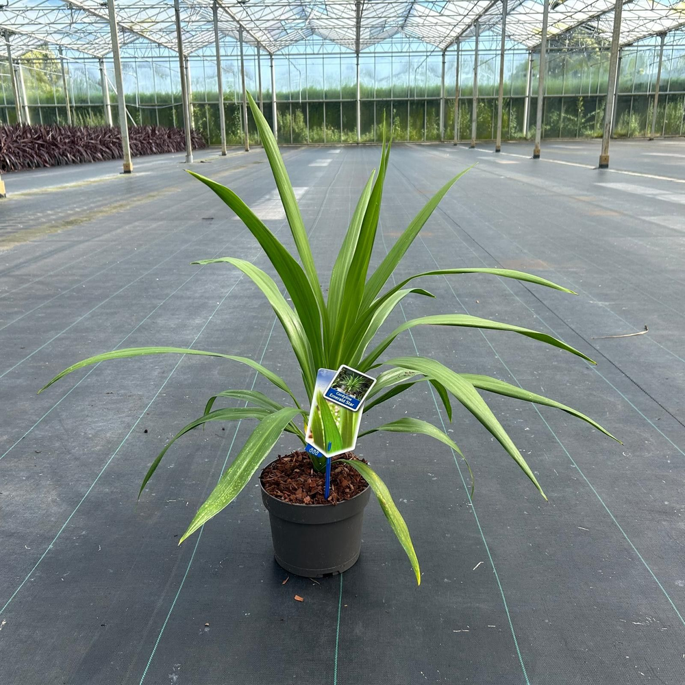 Cordyline Emerald Star ('Broadsword'PBR).