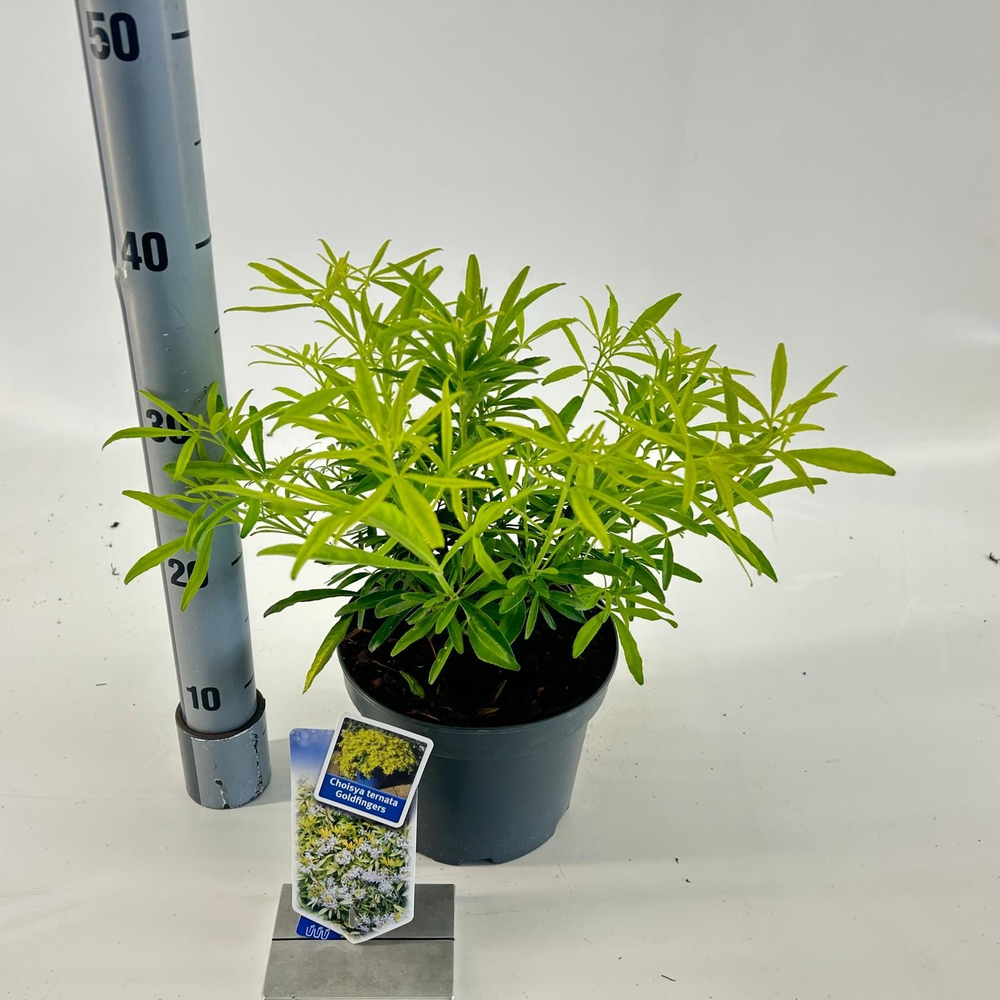 Choisya ternata Goldfingers ('Limo'PBR).