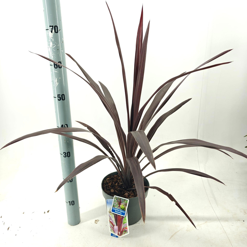 Cordyline obtecta Superstar ('Albatross'PBR).