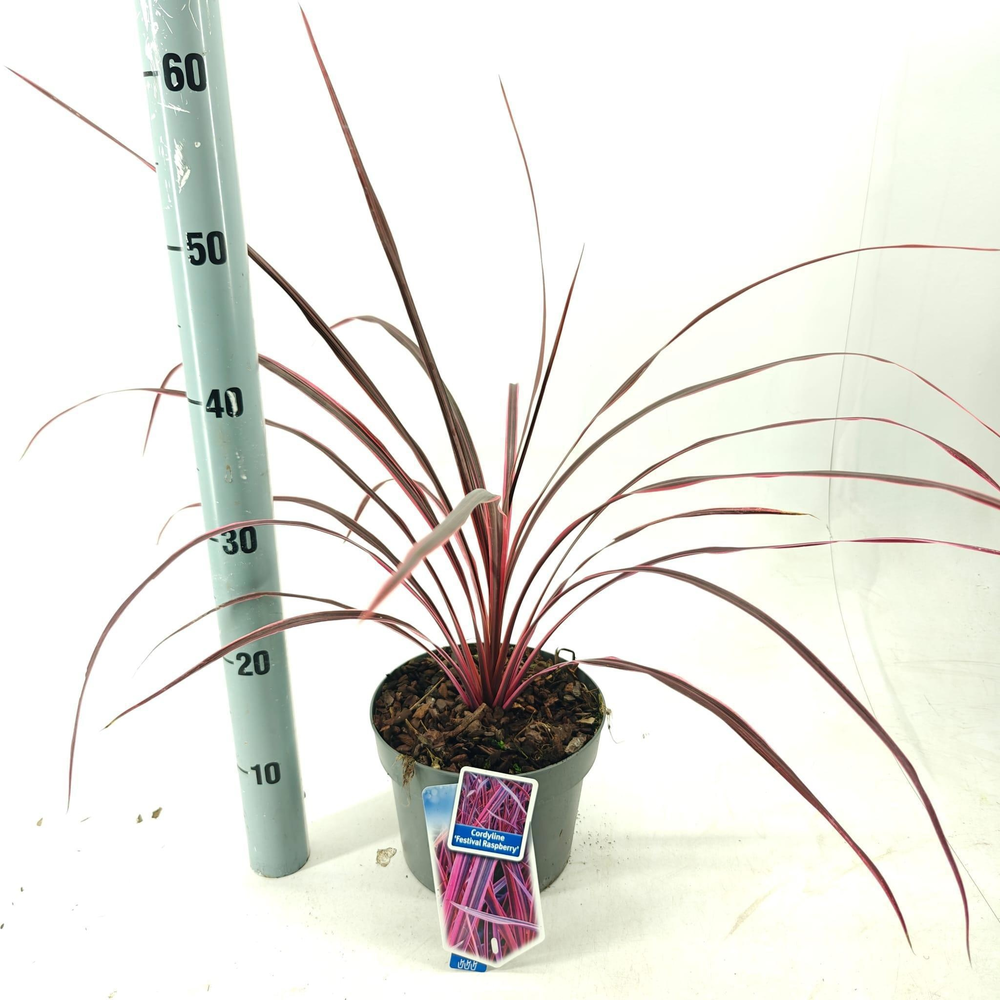 Cordyline Festival® Raspberry ('CorBzr01'PBR).