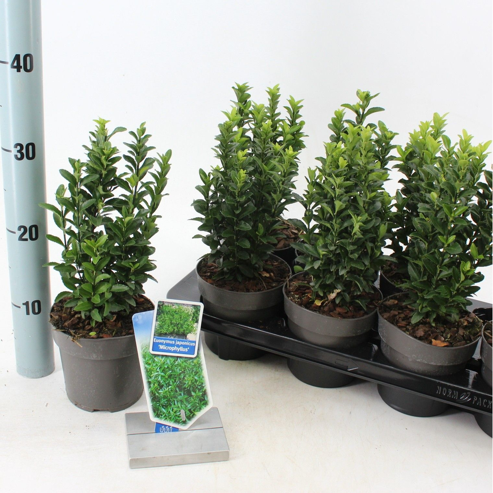 Euonymus jap. 'Green Spire'.