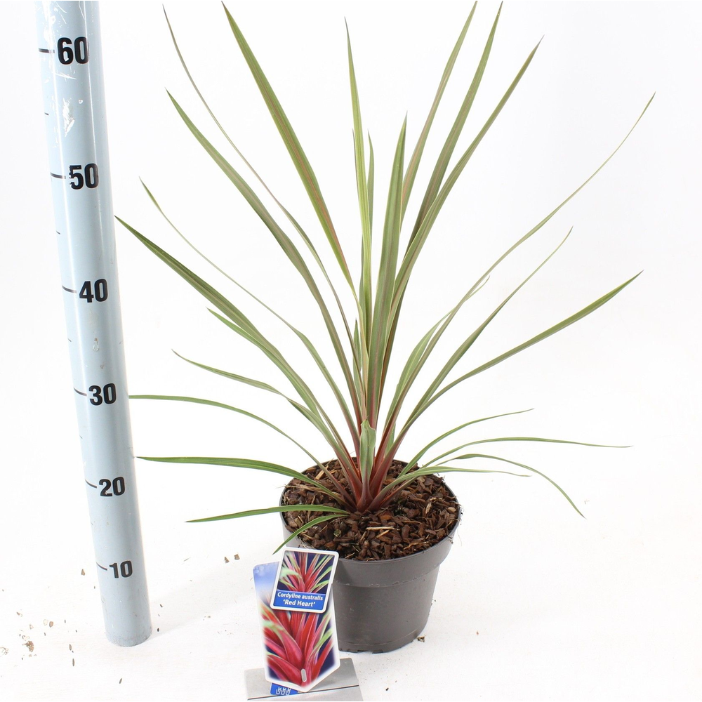 Cordyline australis 'Red Heart'.