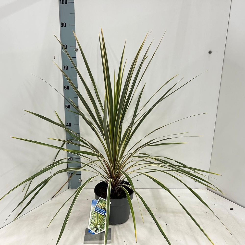 Cordyline australis 'Torbay Dazzler'.