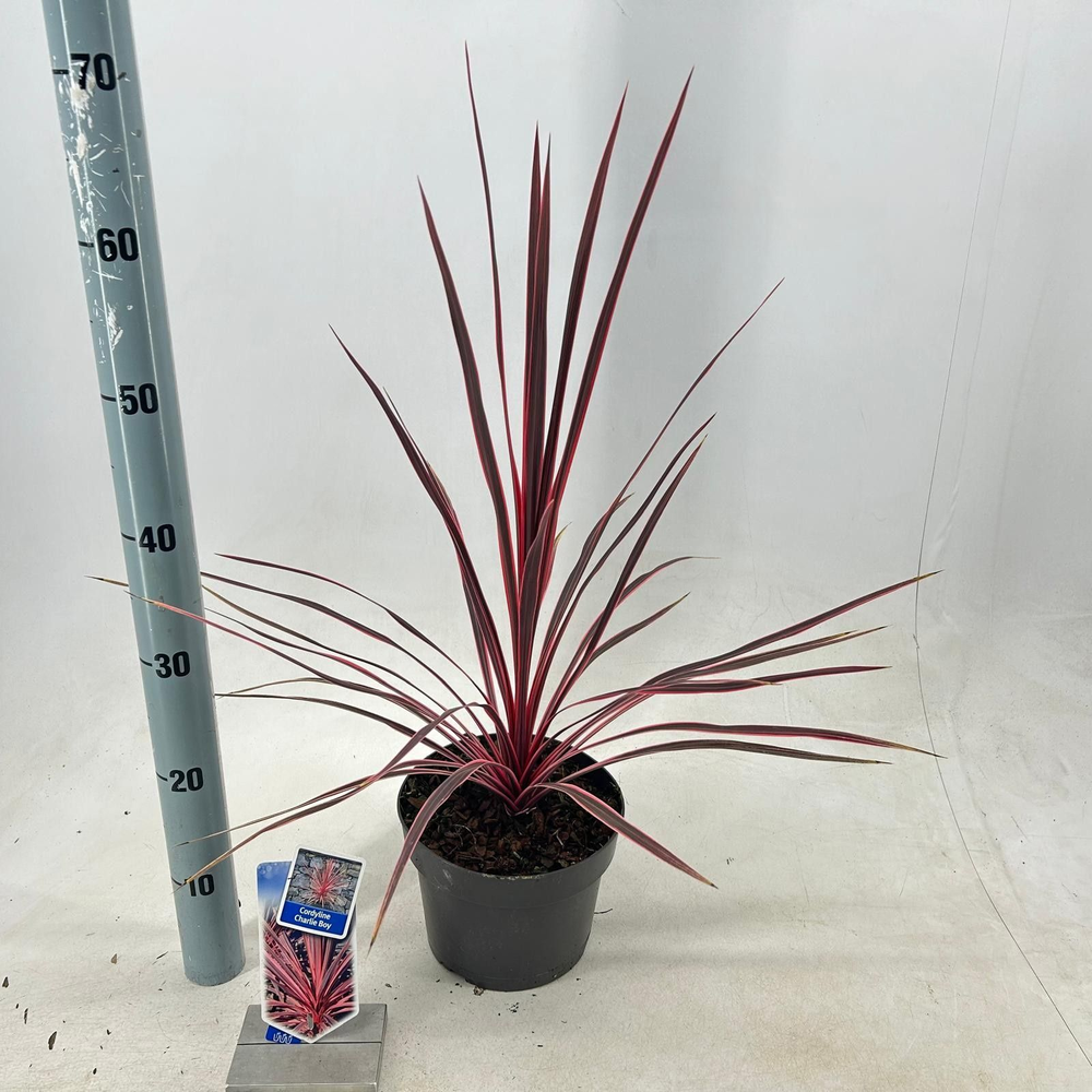 Cordyline australis Charlie Boy ('RIC01'PBR).