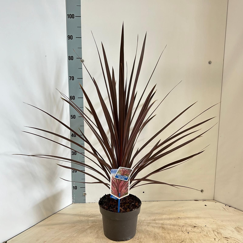 Cordyline australis 'Red Star'.