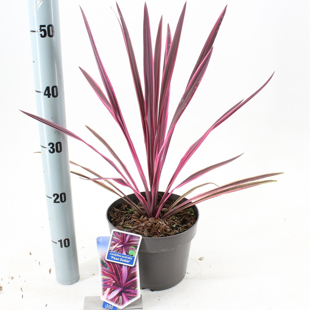 Cordyline australis 'Paso Doble' PBR.